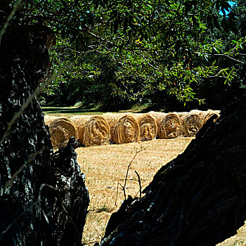 小麦,稻草捆,土地,树,普罗旺斯,法国