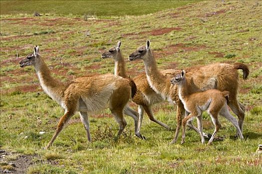原驼,女性,走,一起,草,斜坡,托雷德裴恩国家公园,智利