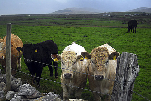 爱尔兰,梅奥县,湖,母牛,地点,靠近