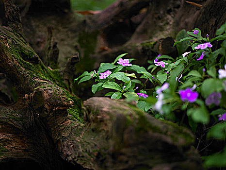 枯木里面盛开的小花,紫色