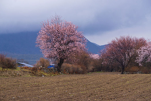 西藏波密桃花谷