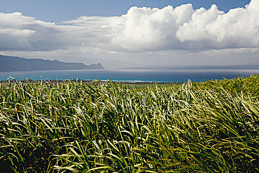 甘蔗,地点,西部,毛伊岛,太平洋,海洋,山,云,蓝天,背景,夏威夷,美国