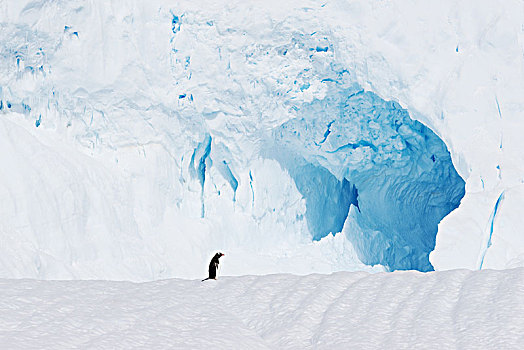 漂亮,白色,冰,山,企鹅,南极