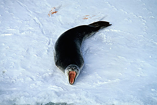 南极,海豹,浮冰