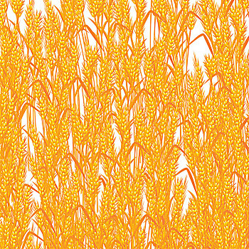 小麦,夏天,背景