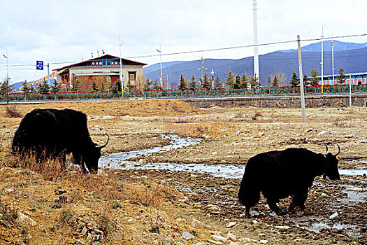 香格里拉