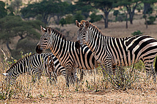 三个,斑马,土地,塔兰吉雷国家公园,坦桑尼亚