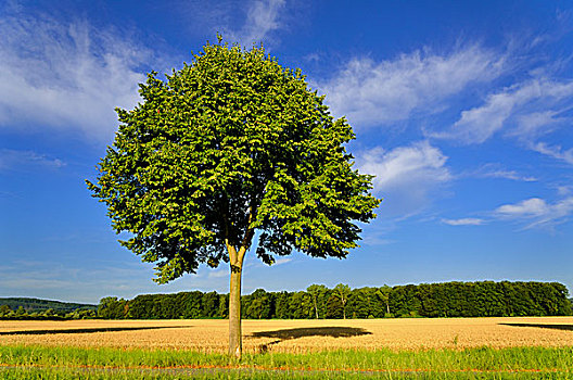 酸橙树,椴树属,北莱茵威斯特伐利亚,德国,欧洲