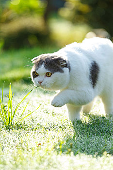 户外折耳猫