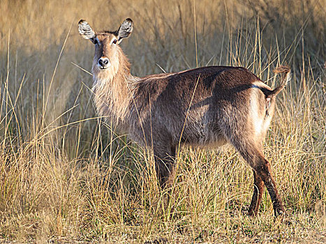 水羚,雌性,晚上,太阳,南卢安瓜国家公园,赞比亚,非洲