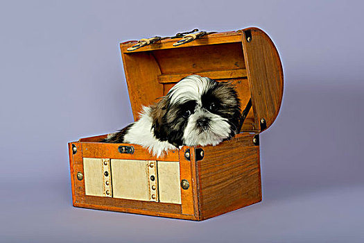 西施犬,小狗,10星期大,金色,白色,手提箱