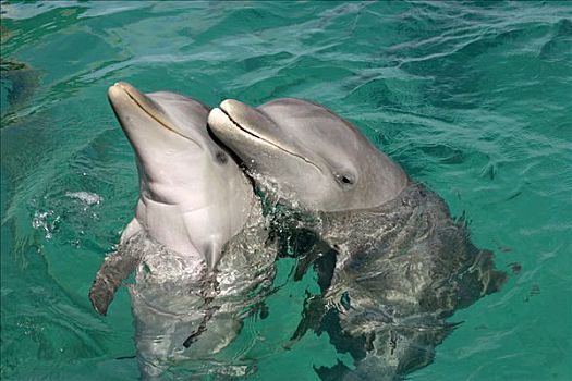 普通,宽吻海豚,成年,年轻,加勒比海,洪都拉斯,中美洲