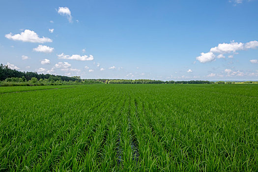 水稻苗期