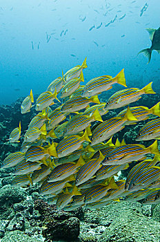 蓝带笛鲷,笛鲷,沃尔夫岛,加拉帕戈斯群岛,厄瓜多尔,鱼,岩石,礁石,流动,几个,鱼群,悬崖
