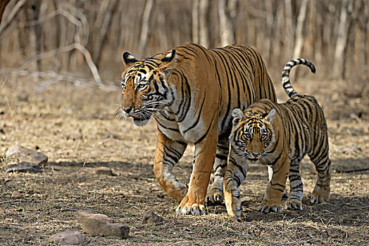 皇家,孟加拉虎,虎,小,幼兽,走,干燥,落叶林,拉贾斯坦邦,国家公园,印度,亚洲