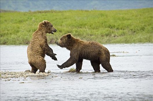 两个,棕熊,玩,一起,溪流,夏天,西南方,阿拉斯加