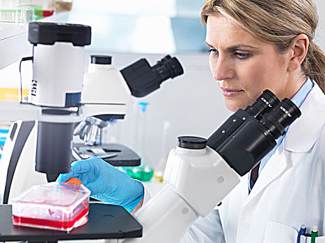科学家,注视,干细胞,培养,颠倒,显微镜,实验室