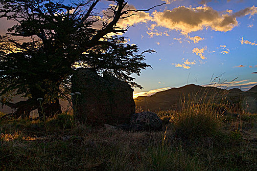 剪影,树,山,日落,云,国家公园,洛斯格拉希亚雷斯,巴塔哥尼亚,阿根廷