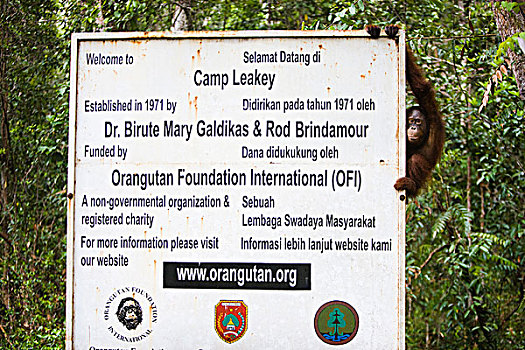 猩猩,黑猩猩,攀登,露营,标识,檀中埠廷国立公园,印度尼西亚