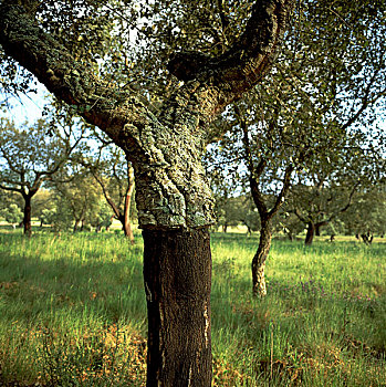葡萄牙,栓皮栎,树