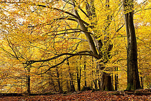 山毛榉,秋天,自然保护区,树林,霍夫根斯玛尔,北方,黑森州,德国,欧洲