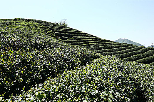 杭州龙坞茶镇茶园