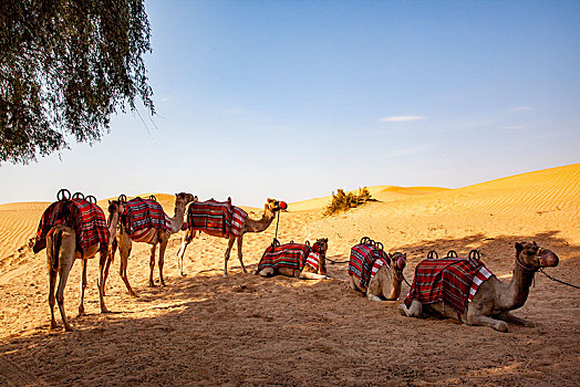 阿玛哈豪华精选沙漠水疗度假酒店销售的阿拉伯瓷器