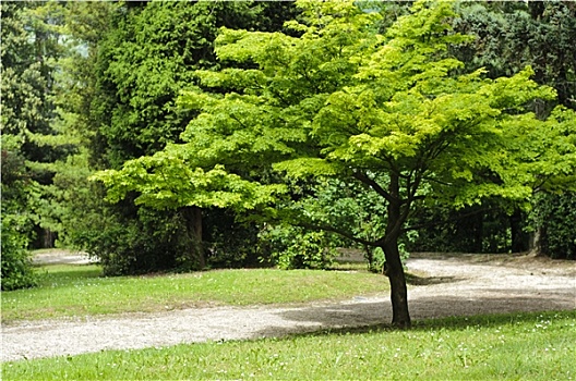 鸡爪枫,树,公园