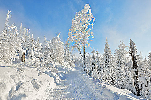 雪,小路,冬天,树林,巴伐利亚森林国家公园,巴伐利亚,德国