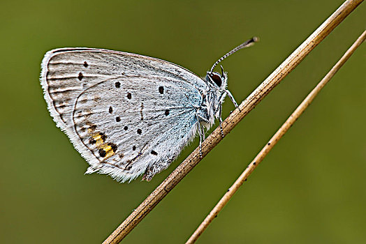 短尾蓝蝶,蝴蝶,布尔根兰,奥地利,欧洲