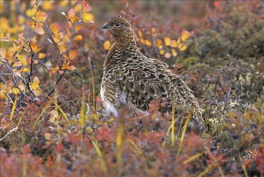 柳雷鸟,保护色,秋天,苔原,德纳利国家公园和自然保护区,阿拉斯加