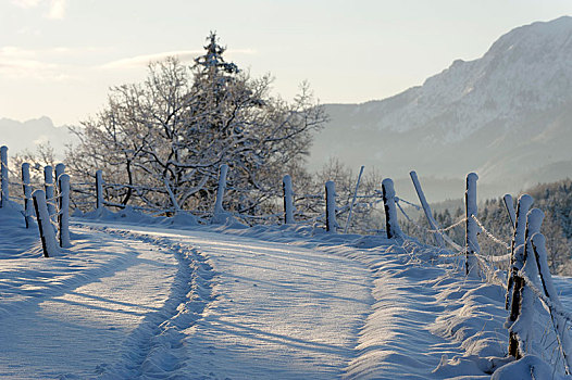 冬季风景,雪地,上巴伐利亚,德国,欧洲