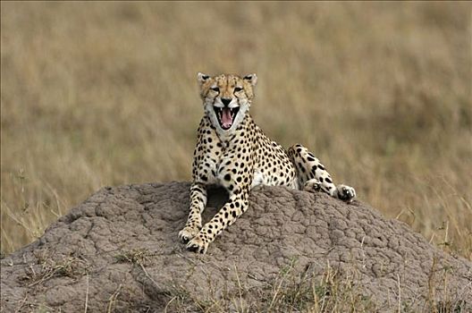 印度豹,猎豹,躺着,山,张嘴,马赛马拉,肯尼亚,非洲