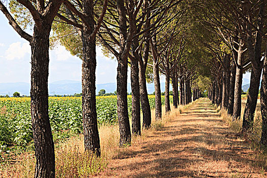 松树,树,排列,小路,格罗塞托,托斯卡纳,意大利