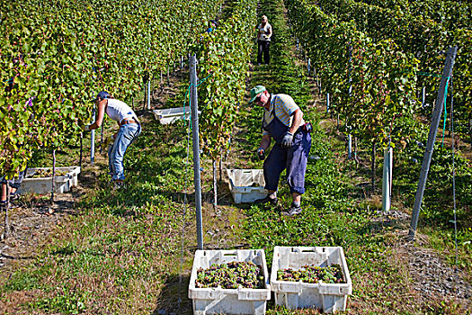 葡萄丰收,靠近,中间,摩泽尔,葡萄种植园,莱茵兰普法尔茨州,德国,欧洲