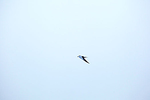 在海上展翅飞翔的海鸟