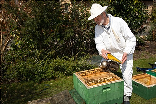 养蜂人,施用,烟,蜜蜂,生物群