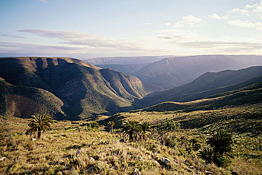 风景,铁树目裸子植物,阿多大象国家公园,东开普省,南非