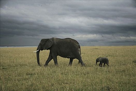 非洲象,走,幼兽,地点,马赛马拉国家保护区,肯尼亚