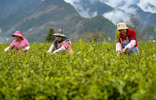 贡茶之乡采春茶