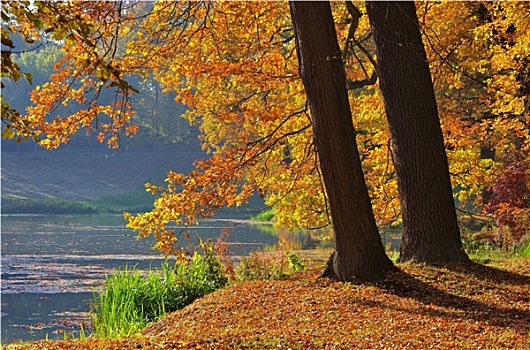 秋季,橡树,秋天