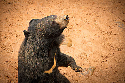 昆明野生动物园