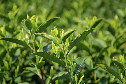 茶,春茶,茶园