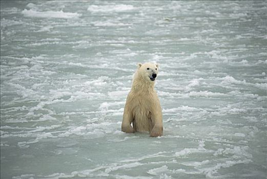 北极熊,站立,丘吉尔市,曼尼托巴,加拿大