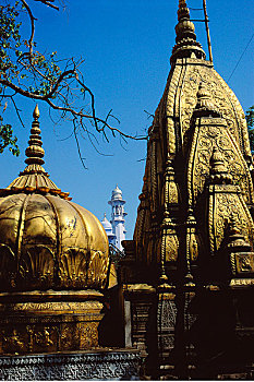金庙,印度,瓦腊纳西