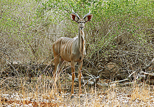 大捻角羚,站立,南卢安瓜国家公园,赞比亚,非洲