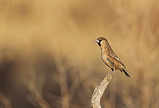 交际,织布鸟,雄性,栖息,卡拉哈里沙漠,卡拉哈迪大羚羊国家公园,南非,非洲