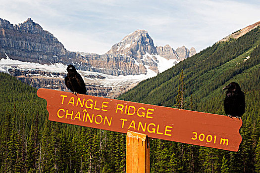 加拿大,艾伯塔省,碧玉国家公园,普通,大乌鸦,渡鸦,路标,蘑菇,顶峰,背景