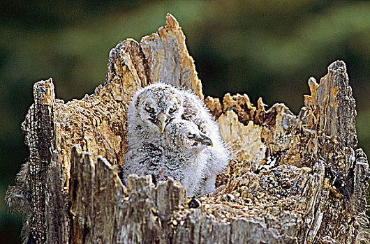 幼兽,乌林鸮,鸟窝,白杨,残枝,北方,艾伯塔省,加拿大