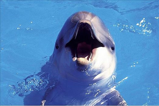 海豚,哺乳动物,海洋动物,动物